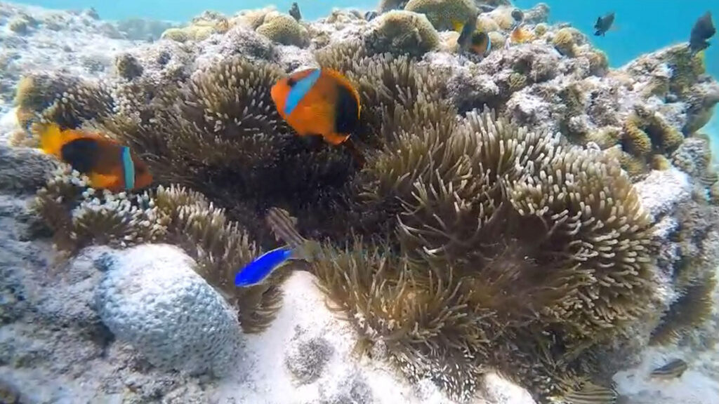 Colorful fish